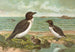 Alca torda - Johann Friedrich Naumann — weergave van het kunstwerk