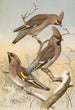 Ampelis garrulus - Johann Friedrich Naumann — weergave van het kunstwerk