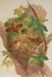 Anorthura troglodytes - Johann Friedrich Naumann — weergave van het kunstwerk
