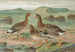Anser albifrons - Johann Friedrich Naumann — weergave van het kunstwerk