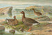 Kleine eend - Johann Friedrich Naumann — weergave van het kunstwerk