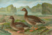 Anser fabalis Lath - Johann Friedrich Naumann — weergave van het kunstwerk
