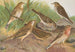 Anthus trivialis pratensis Richardi Vieillot cervinus pensilvanicus - Johann Friedrich Naumann — weergave van het kunstwerk