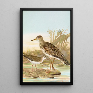 Johann Friedrich Naumann - Bartramia longicauda Tringoides macularius.webp