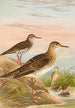 Bartramia longicauda Tringoides macularius Tryngites rufescens - Johann Friedrich Naumann — weergave van het kunstwerk