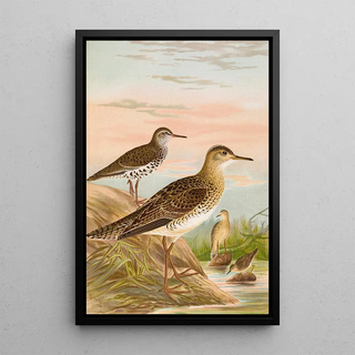 Johann Friedrich Naumann - Bartramia longicauda Tringoides macularius Tryngites rufescens.webp