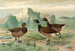 Branta bernicla - Johann Friedrich Naumann — weergave van het kunstwerk