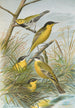 Budytes flavus cinereocapillus Savi melanocephalus Lichtenstein melanocephalus xanthophrys Dendroeca virens - Johann Friedrich Naumann — weergave van het kunstwerk