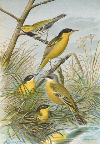 Johann Friedrich Naumann - Budytes flavus cinereocapillus Savi melanocephalus Lichtenstein melanocephalus xanthophrys Dendroeca virens.webp