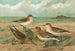 Calidris arenaria Limicola platyrhyncha - Johann Friedrich Naumann — weergave van het kunstwerk