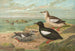 Cepphus grylle L Gryllteiste - Johann Friedrich Naumann — weergave van het kunstwerk