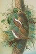Certhia familiaris Certhia familiaris brachydactyla - Johann Friedrich Naumann — weergave van het kunstwerk