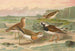 Charadrius asiaticus Arenaria interpres - Johann Friedrich Naumann — weergave van het kunstwerk