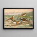 Charadrius asiaticus Arenaria interpres - Johann Friedrich Naumann — ingelijst kunstwerk aan de muur
