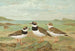 Charadrius hiaticula - Johann Friedrich Naumann — weergave van het kunstwerk