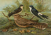 Hirondelle de fenêtre Engoulevent d'Égypte Lichtenstein - Johann Friedrich Naumann — weergave van het kunstwerk