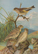 Chloris sinica Passer petronius - Johann Friedrich Naumann — weergave van het kunstwerk