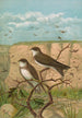 Clivicola riparia - Johann Friedrich Naumann — weergave van het kunstwerk
