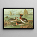 Colymbus auritus L Grèbe cornu - Johann Friedrich Naumann — ingelijst kunstwerk aan de muur