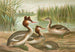 Podiceps cristatus, de kuif- eend - Johann Friedrich Naumann — weergave van het kunstwerk