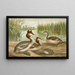 Podiceps cristatus, de kuif- eend - Johann Friedrich Naumann — ingelijst kunstwerk aan de muur