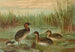Colymbus fluviatilis Tunst, kleine grèbe - Johann Friedrich Naumann — weergave van het kunstwerk