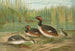 van Colymbus nigricollis Brehm, Zwarte-kop Grèbe - Johann Friedrich Naumann — weergave van het kunstwerk