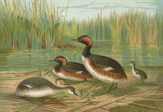 Johann Friedrich Naumann - Colymbus nigricollis Brehm Schwarzhalsiger Lappentaucher.webp