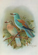 Coracias garrula - Johann Friedrich Naumann — weergave van het kunstwerk