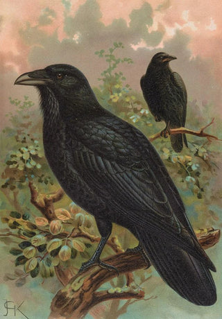 Johann Friedrich Naumann - Corvus corax.webp