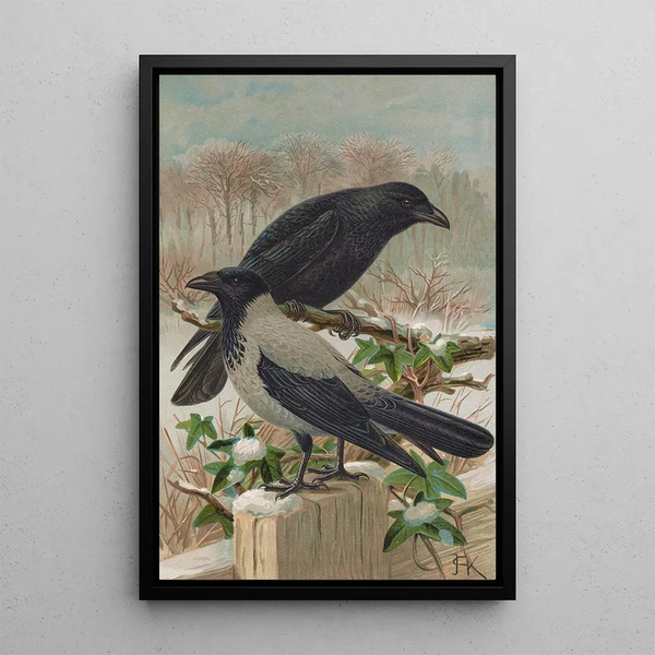 Johann Friedrich Naumann - Corvus corone Corvus cornix.webp