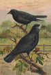Corvus frugilegus - Johann Friedrich Naumann — weergave van het kunstwerk