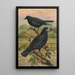 Corvus frugilegus - Johann Friedrich Naumann — ingelijst kunstwerk aan de muur