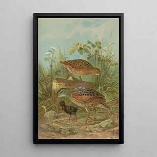 Johann Friedrich Naumann - Crex crex.webp