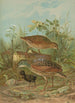Crex crex - Johann Friedrich Naumann — weergave van het kunstwerk