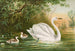 Cygnus cygnus - Johann Friedrich Naumann — weergave van het kunstwerk