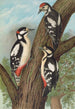 Dendrocopus major - Johann Friedrich Naumann — weergave van het kunstwerk