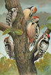 Dendrocopus medius Dendrocopus minor - Johann Friedrich Naumann — weergave van het kunstwerk