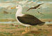 Diomedea melanophrys Boie Zwartkop albatros - Johann Friedrich Naumann — weergave van het kunstwerk