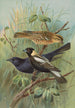 Dolichonyx oryzivorus Molothrus Cabanisii Cassin - Johann Friedrich Naumann — weergave van het kunstwerk