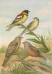 Emberiza aureola Pall Emberiza caesia Cretschmar - Johann Friedrich Naumann — weergave van het kunstwerk