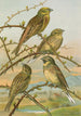 Emberiza citrinella Emberiza cirlus - Johann Friedrich Naumann — weergave van het kunstwerk