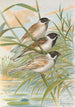 Emberiza intermedia Michahelles Emberiza palustris Savi Emberiza pyrrhuloides Pall - Johann Friedrich Naumann — weergave van het kunstwerk