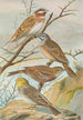Emberiza leucocephala Gmel Emberiza cia Emberiza cinerea Strickl - Johann Friedrich Naumann — weergave van het kunstwerk