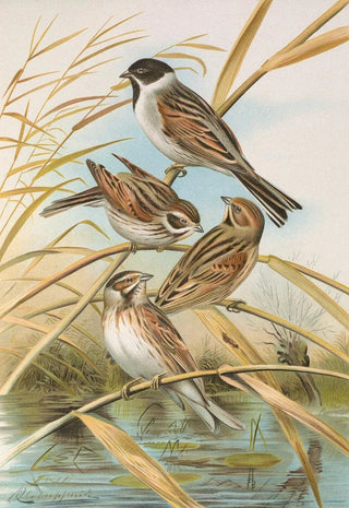 Johann Friedrich Naumann - Emberiza schoeniclus.webp