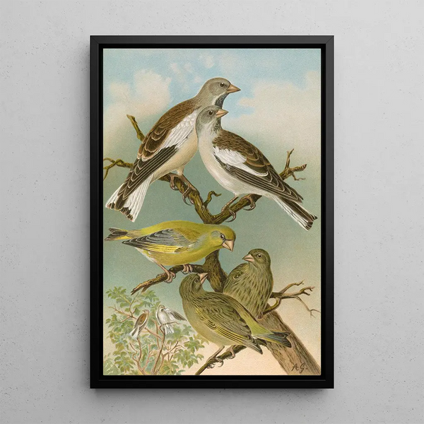 Johann Friedrich Naumann - Fringilla nivalis Chloris chloris.webp