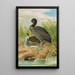 Fulica atra - Johann Friedrich Naumann — ingelijst kunstwerk aan de muur