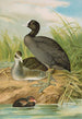 Fulica atra - Johann Friedrich Naumann — weergave van het kunstwerk