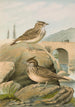 Galerida cristata Galerida Theklae - Johann Friedrich Naumann — weergave van het kunstwerk