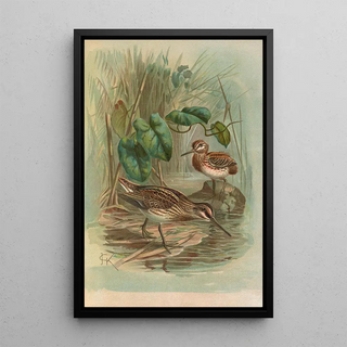 Johann Friedrich Naumann - Gallinago gallinula.webp